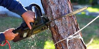 Tree and Shrub Care in Cibecue, AZ