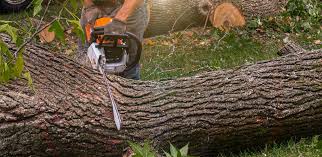 Best Tree Disease Treatment  in Cibecue, AZ