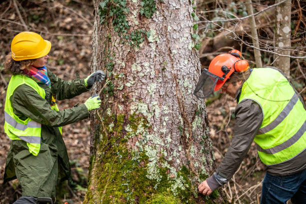 How Our Tree Care Process Works  in  Cibecue, AZ