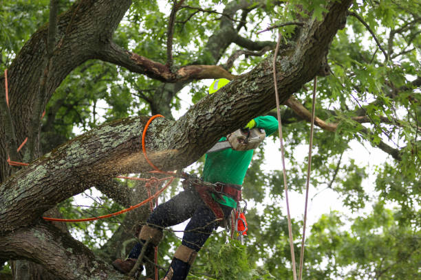 Best Tree Removal Service  in Cibecue, AZ