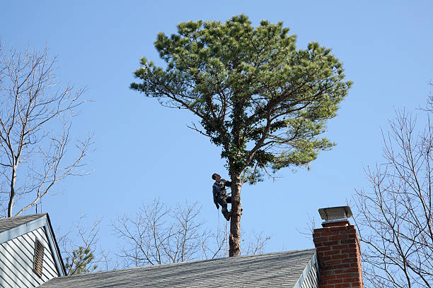 Best Storm Damage Tree Cleanup  in Cibecue, AZ