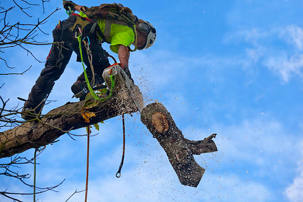 Trusted Cibecue, AZ Tree Services Experts