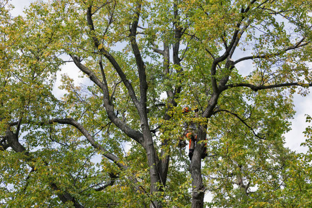 Best Fruit Tree Pruning  in Cibecue, AZ